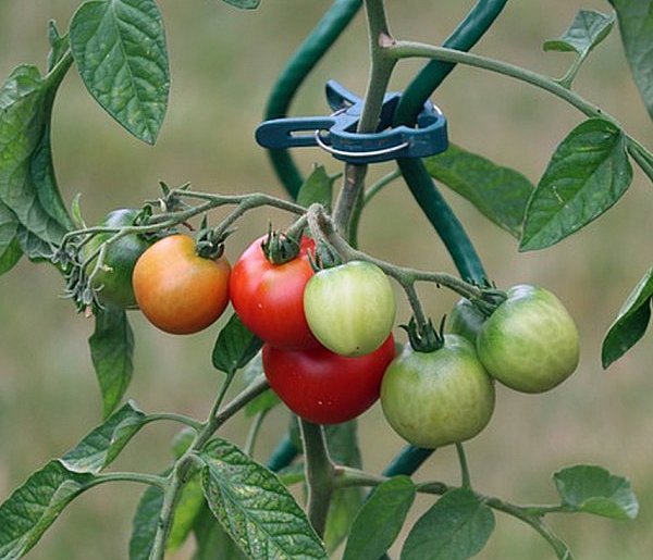 Jak pielęgnować pomidory pod folią? - 35358