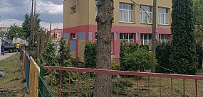 Wycięto świerki przy przedszkolu w Kolnie
