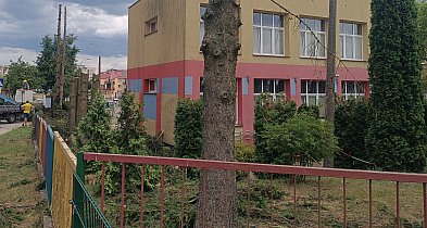 Wycięto świerki przy przedszkolu w Kolnie-35490