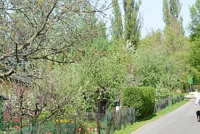 Działki w Rodzinnych Ogrodach Działkowych zdrożały o... - 43696