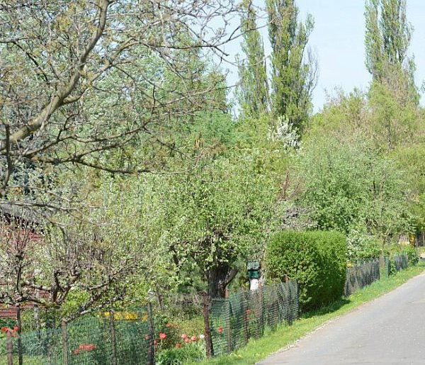 Działki w Rodzinnych Ogrodach Działkowych zdrożały o... - 43696