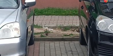 Szczury w Kolnie (zobacz wideo)-44348