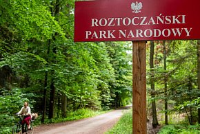 Na Roztoczu pierwszy raz zaobserwowano ściśle chronioną czarną pszczołę-45000