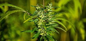 Naukowcy: marihuana najczęściej używaną substancją psyc