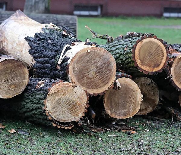 Rząd przyjął projekt ustawy upraszczający wycinkę drzew - 45629