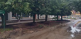Według prezesa drzewa nie ucierpią