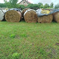 zdjecie ogloszenia