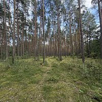 zdjecie ogloszenia