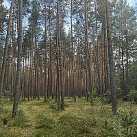 zdjecie ogloszenia
