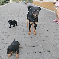 zdjecie ogloszenia