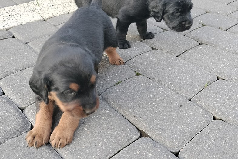 zdjecie ogloszenia