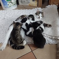 zdjecie ogloszenia