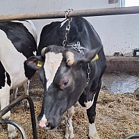zdjecie ogloszenia