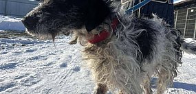 Kolneńskie schronisko skontrolowane