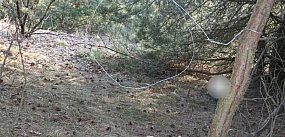 Twierdził, że postąpił tak, bo miał ochotę na dziczyznę