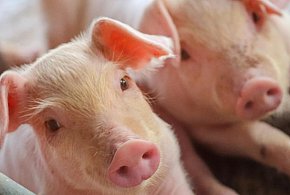 Bioasekuracja z budżetu krajowego. Rusza nabór wniosków - 48108