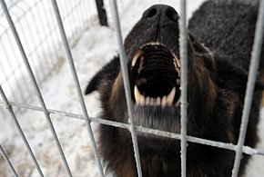 Ekspert: większość ataków psów to efekt błędów człowieka i braku kontroli nad ...-48853
