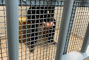 Groził matce pod wpływem alkoholu. Następnie złamał zakaz zbliżania-49070