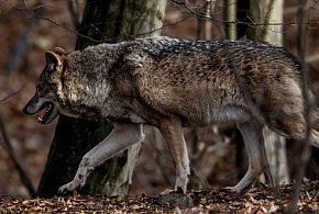 Wilki na ludzki głos reagują silniejszym strachem niż na szczekanie psów-49547