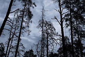 Leśnicy: z powodu korników za 10 lat może nie być świerków-49812