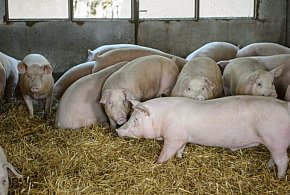 Wszystko wskazuje, że szczątki dzika z ASF celowo przeniesiono do zagłębia hodowli-49921