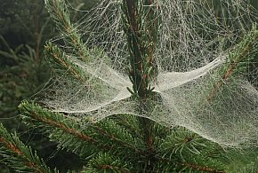 Kupujesz żywą choinkę na święta? Ten szczegół łatwo przeoczyć-50136