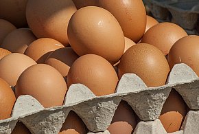 Salmonella wykryta w jajach! GIS wydał pilne ostrzeżenie-50286