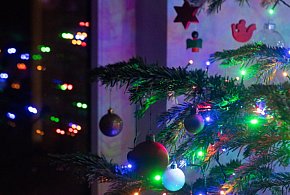 Choinka niejedno ma imię-50429