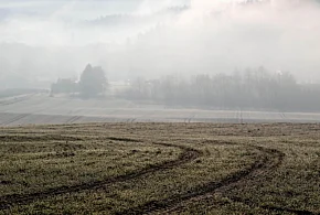 Im większe chłody bez śniegu, tym rośliny są bardziej narażone na wymarznięcie-50525