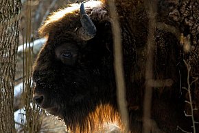 Mazurskie stada żubrów rozrastają się; zwierzęta są zdrowe-50533