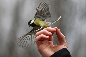 Ptaki nawet przez 10 dni odczuwają stres po sylwestrowych fajerwerkach-50557