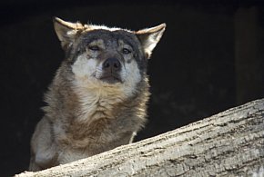 Dron daje możliwość obserwowania naturalnych zachowań wilków-50559