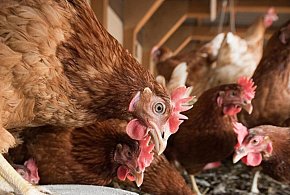 Ptasia grypa w Podlaskiem. Wojewoda wydał rozporządzenie-50854