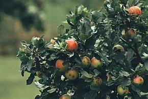 Zwalczanie mszycy jabłoniowej wiosną - 50836