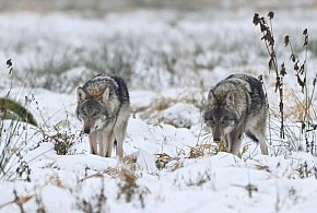 Ranny wilk konał godzinami. Policja na miejscu, brak weterynarza i spór...