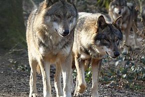 Wilki nie szukają kontaktu z człowiekiem, lecz łatwo dostępnego pożywienia