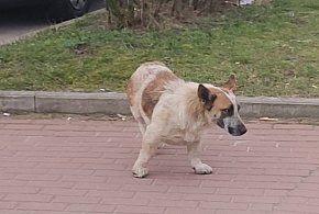 Wiceminister rolnictwa: każdy pies będzie zaczipowany