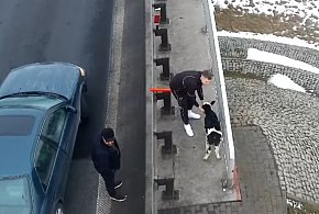 Dwa wystraszone cielaki na autostradzie