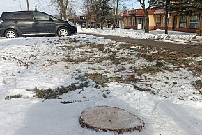 Bezmyślne wycinanie drzew w Kolnie?