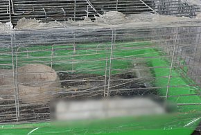 Policja: Mężczyzna znęcał się nad królikami. Grozi mu do 5 lat więzienia