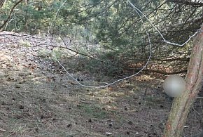 Kolneńscy kryminalni zatrzymali  podejrzanego o kłusownictwo