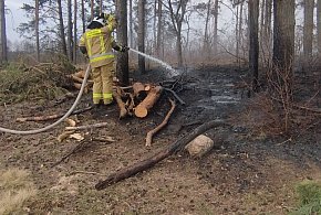 Pożar lasu w okolicach Wincenty (fotorelacja)