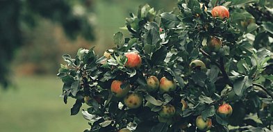 Zwalczanie mszycy jabłoniowej wiosną – skuteczna ochrona jabłoni przed szkodnikiem-50836