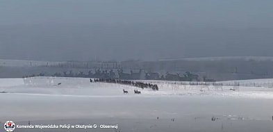 Policja ostrzega kierowców przed stadami jeleni-51139