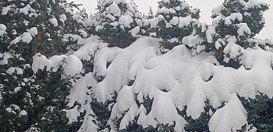Silny mróz w powiecie kolneńskim