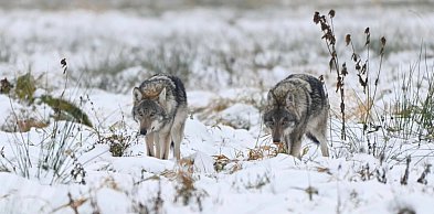 Ranny wilk konał godzinami. Policja na miejscu, brak weterynarza i spór...