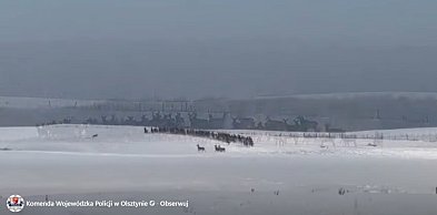 Policja ostrzega kierowców przed stadami jeleni (wideo)