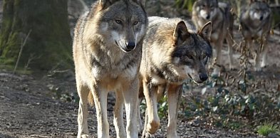 Wilki nie szukają kontaktu z człowiekiem, lecz łatwo dostępnego pożywienia