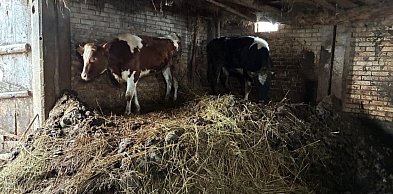 Usłyszał zarzut znęcania się nad zwierzętami