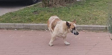 Wiceminister rolnictwa: każdy pies będzie zaczipowany